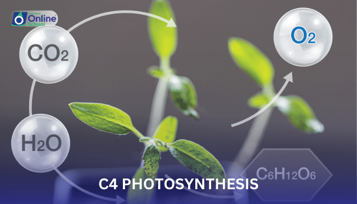 Lesson 13: C4 Photosynthesis